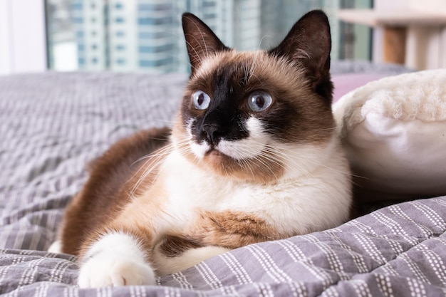 Gato gris con ojos azules acostado en la cama