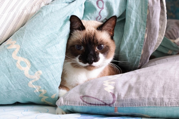 Gato gris con ojos azules acostado en la cama