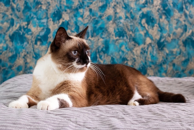 Gato gris con ojos azules acostado en la cama