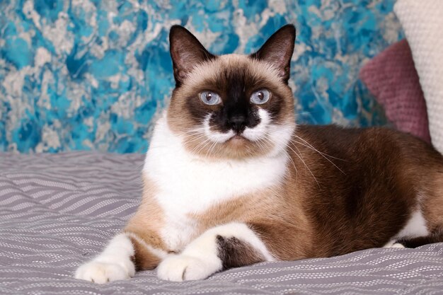 Foto gato gris con ojos azules acostado en la cama