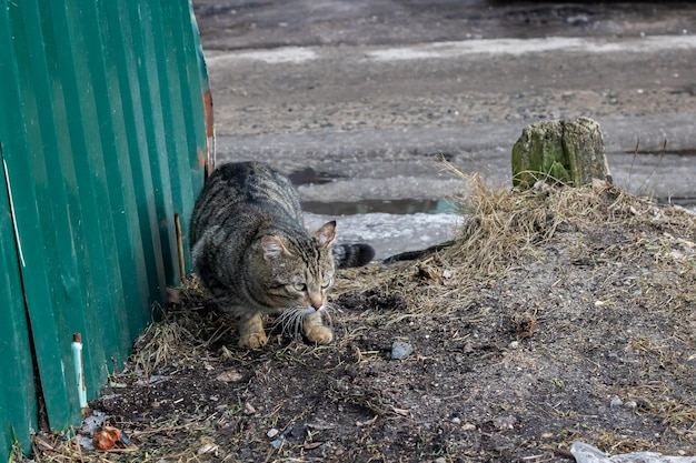 Gato gris con ojos verdes en la calle