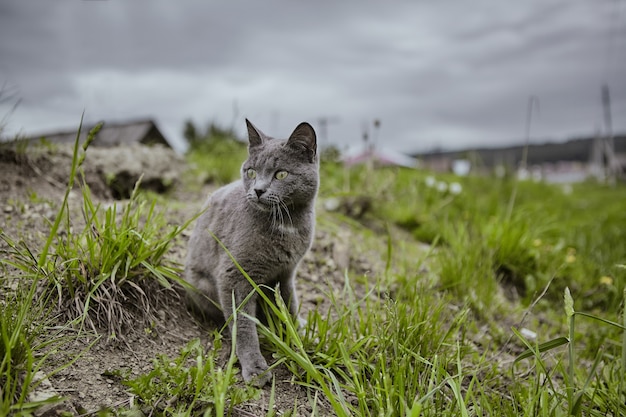 Gato gris con ojos verdes en las hierbas