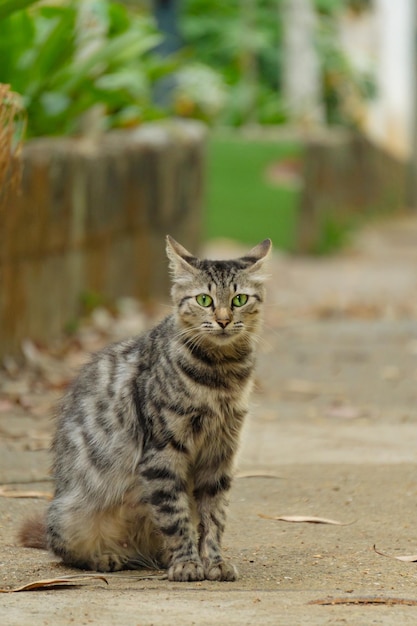 gato gris con ojos verdes en un parque