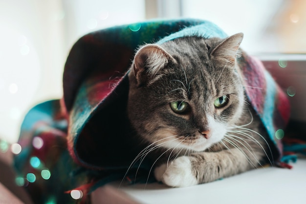 Un gato gris con ojos verdes se sienta en un alféizar envuelto en una cálida bufanda de lana.