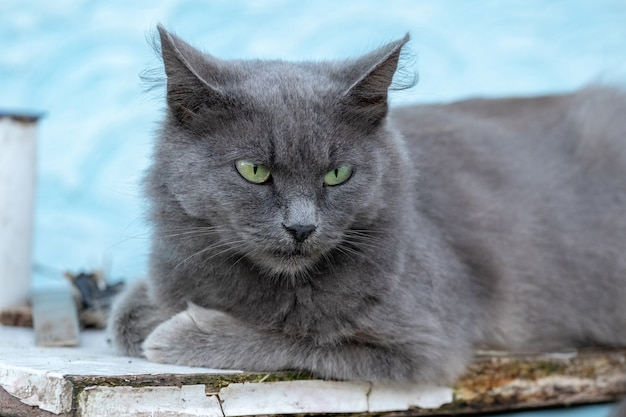 Un gato gris con ojos verdes yace en un banco