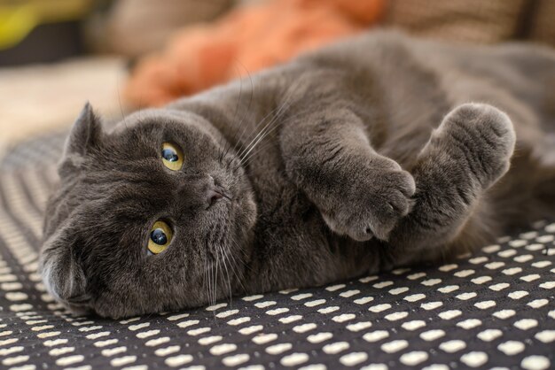Gato gris de orejas caídas británico en un sofá
