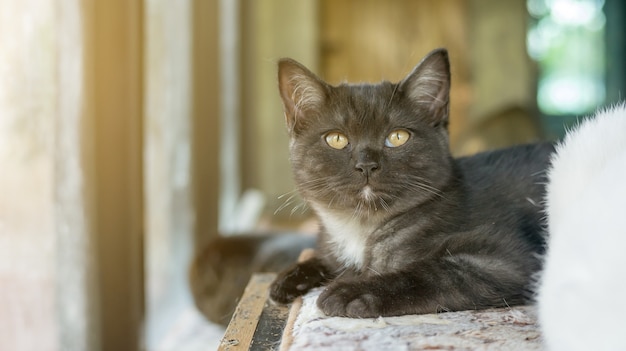 Gato gris oscuro que miente cerca de una ventana.