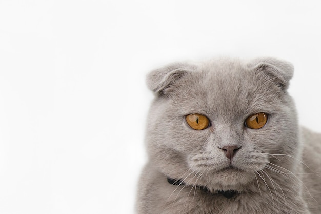 Gato gris en una pared de luz