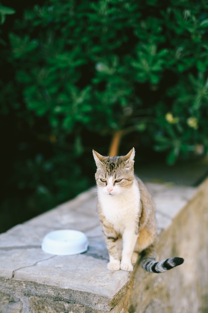 Un gato gris con un pecho blanco sentado junto a un plato vacío