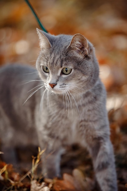 gato gris pelaje primer plano predator39s mirada
