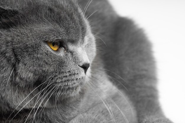 Gato gris de pelo corto británico con hermosos ojos sobre un fondo blanco.