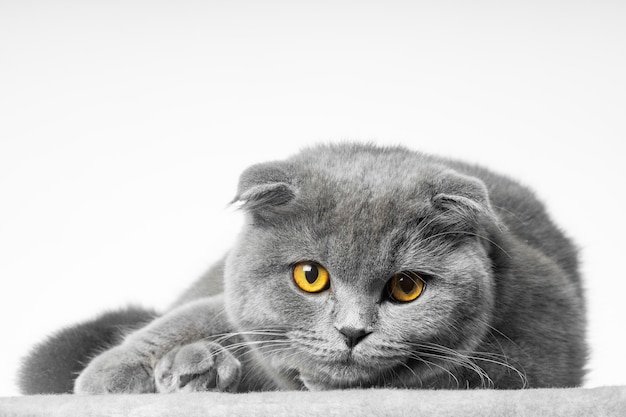 Gato gris de pelo corto británico con hermosos ojos sobre un fondo blanco.