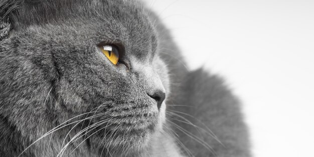 Gato gris de pelo corto británico con hermosos ojos sobre un fondo blanco.