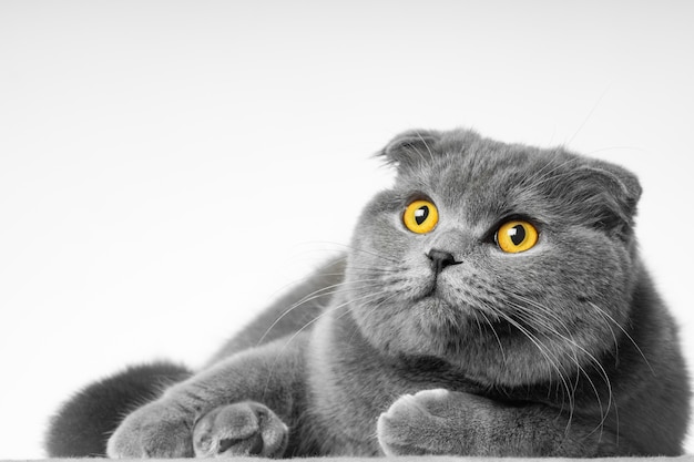 Gato gris de pelo corto británico con hermosos ojos sobre un fondo blanco.