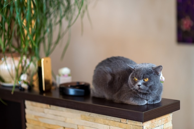 Gato gris de pelo corto, sentado sobre una plataforma de madera