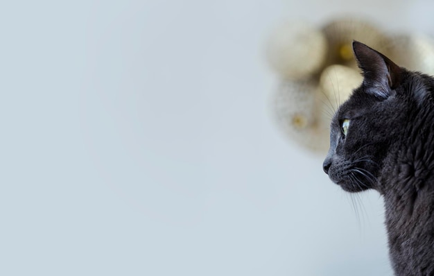 Gato gris de perfil con fondo borroso y gran espacio para poner texto