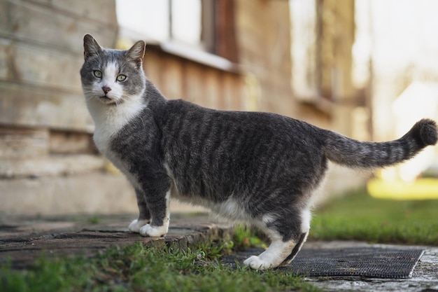 Gato gris posando cerca de la entrada de la casa en la soleada mañana de primavera