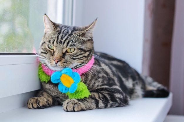 Gato gris rayado en una bufanda de colores