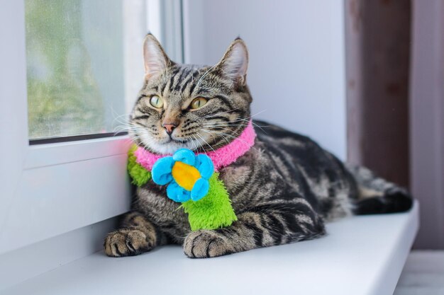 Gato gris rayado en una bufanda de colores