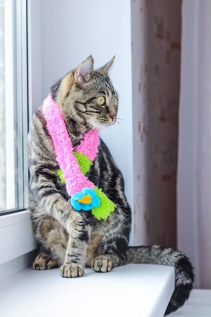 Gato gris rayado en una bufanda de colores