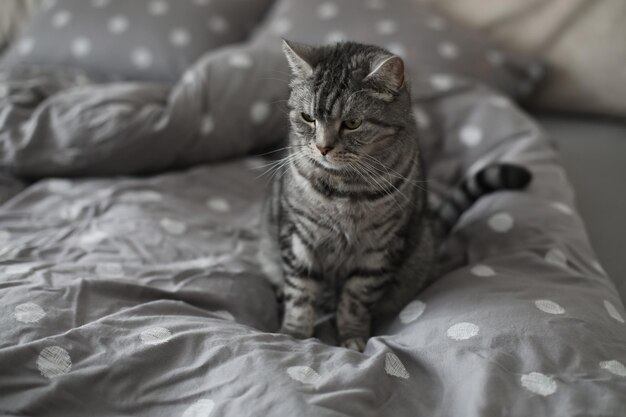 Gato gris rayado en la manta gris en la cama