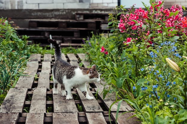 Un gato gris a rayas camina por un sendero hecho de paletas de madera en el jardín.