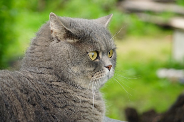 Gato gris de raza británica en el jardín exterior.