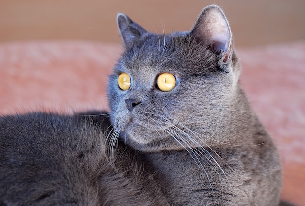 Un gato gris de raza británica o escocesa yace en la cama a la luz de la ventana