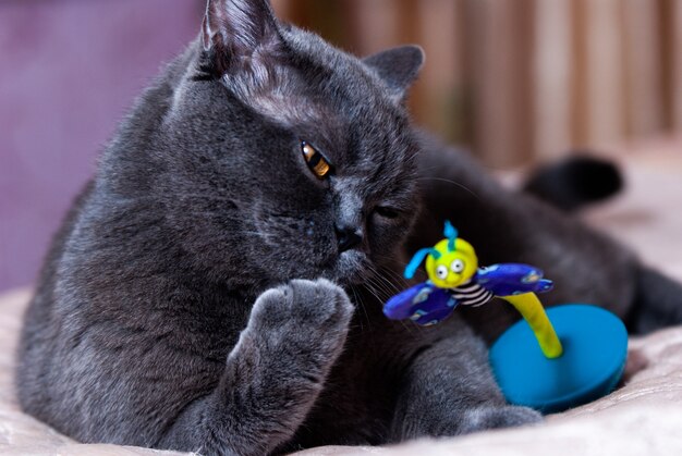 Foto un gato gris de raza británica o escocesa yace en la cama a la luz de la ventana