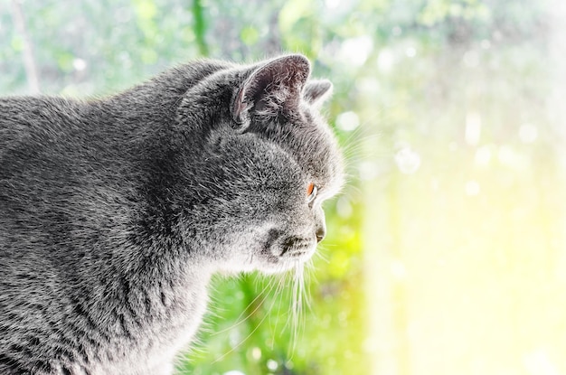 El gato gris de raza escocesa mira por la ventana el fondo verde cae lluvia sobre el cristal
