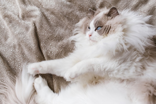 Gato gris relajado yace en una cama