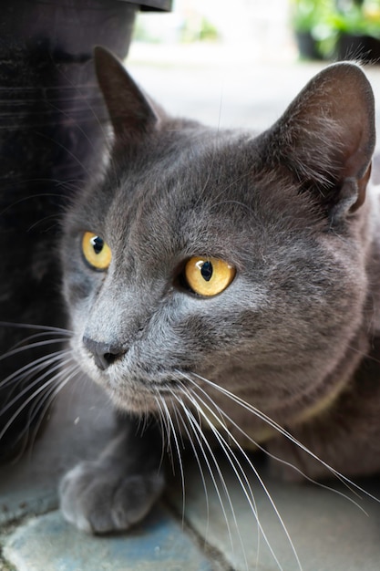 Gato gris relajándose en el suelo