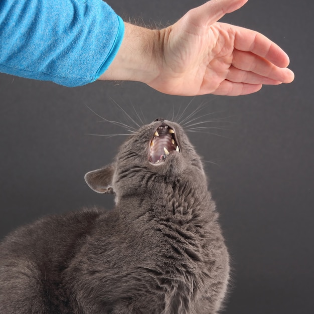 El gato gris responde agresivamente al deseo de una persona de acariciarlo