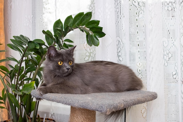 Gato gris con retrato de primer plano de ojos amarillos