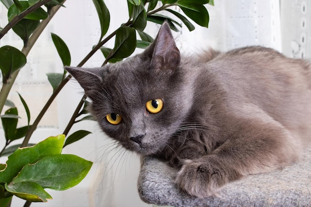 Gato gris con retrato de primer plano de ojos amarillos