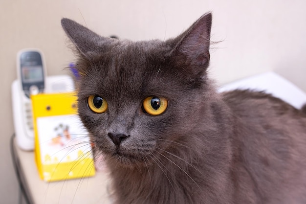 Gato gris con retrato de primer plano de ojos amarillos