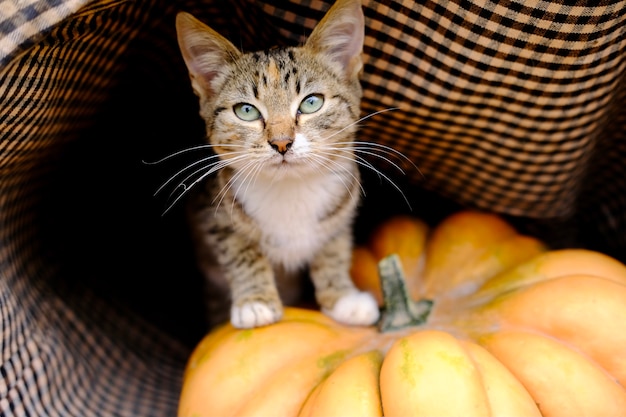 Gato gris y rojo pelado cerca de jengibre naranja maduro hermosa calabaza para el día de acción de gracias y