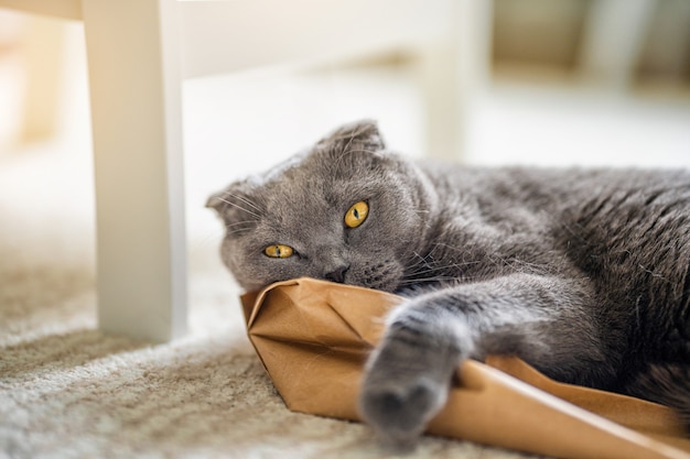 El gato gris Scottish Fold está acostado sobre una bolsa de papel en la sala de estar