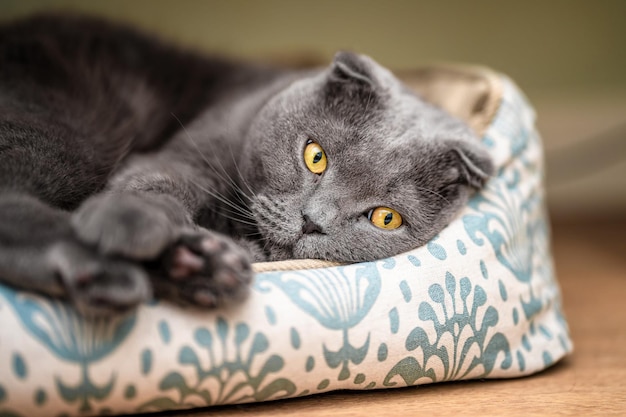 El gato gris Scottish Fold está durmiendo cómodamente en su cuna en casa