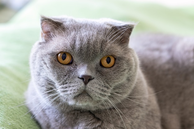 Gato gris scottish fold con ojos naranjas mira a la cámara.