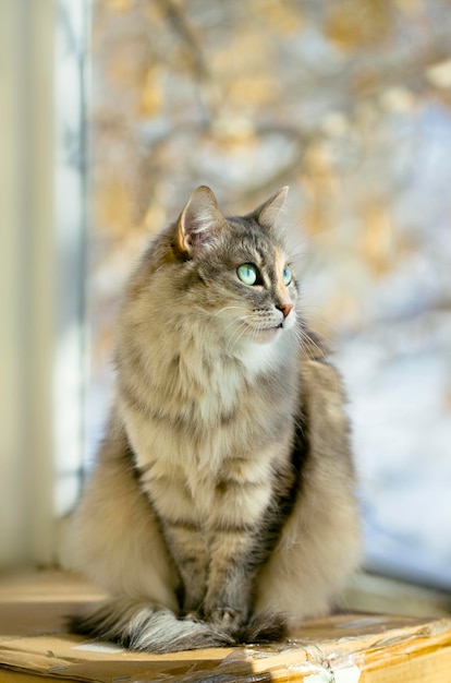 Gato gris sentado en un balcón con luz solar