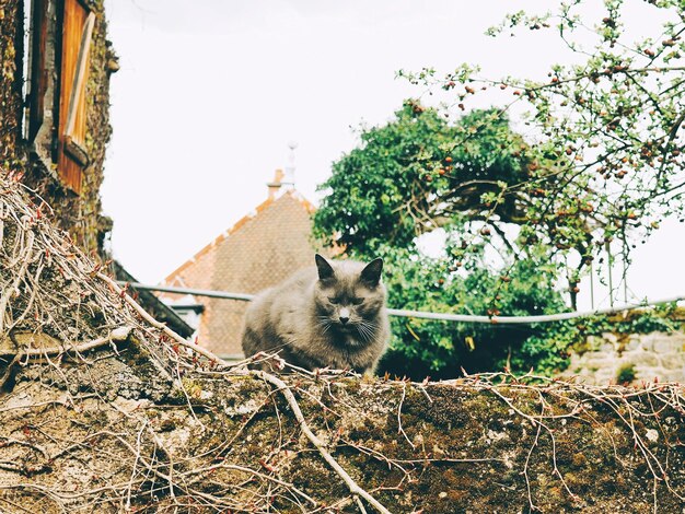 Foto gato gris sentado en el campo