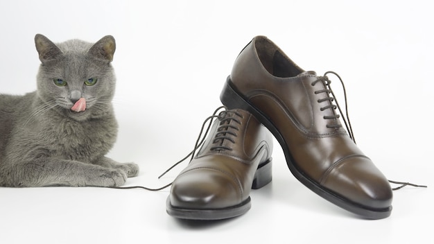 Gato gris sentado junto a los clásicos zapatos Oxford marrones sobre fondo blanco. Zapatos de moda para hombres