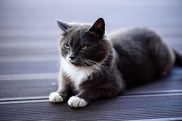 gato gris sentado en el piso de madera