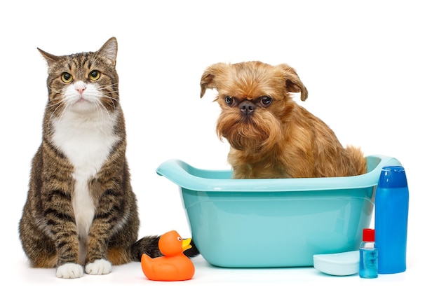 Gato gris serio y un perro que está sentado en un lavabo azul