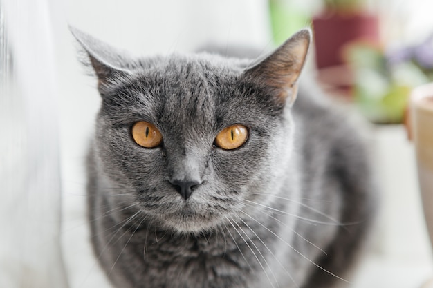 Gato gris se sienta en un alféizar
