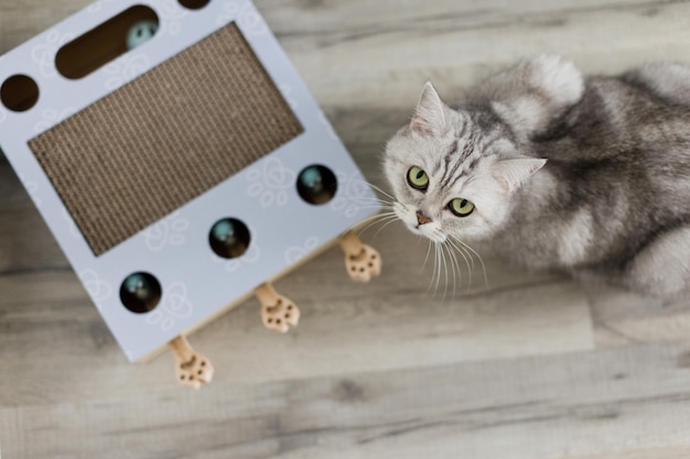 El gato gris se sienta cerca del poste de rascarse