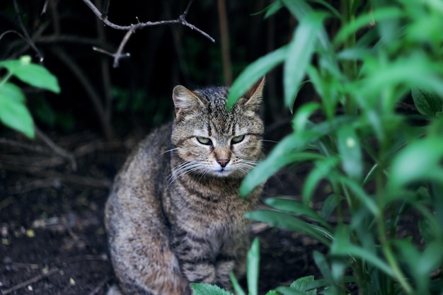 El gato gris se sienta entre las hojas verdes de un arbusto.