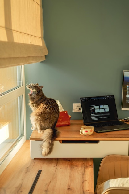 Un gato gris se sienta en la mesa junto a una taza de café