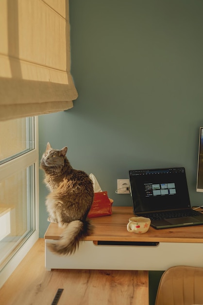 Un gato gris se sienta en la mesa junto a una taza de café